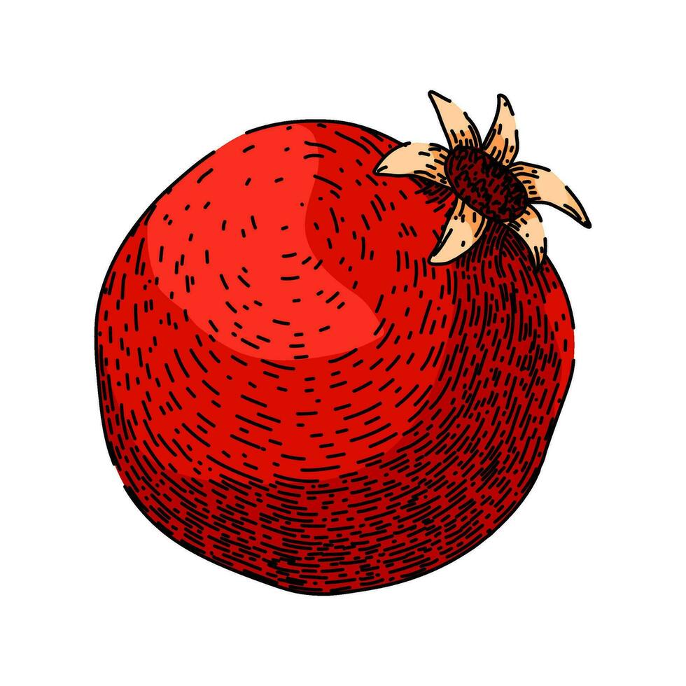 seed pomegranate sketch hand drawn vector