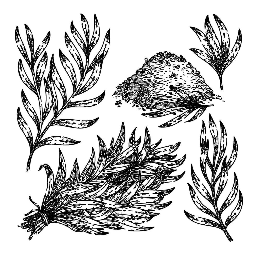 tarragon set sketch hand drawn vector