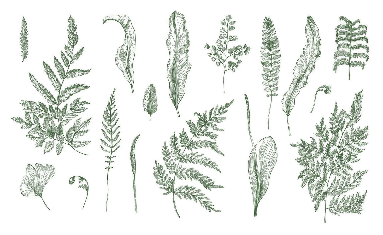 Fern realistic collection. Hand drawn sprouts, frond, leaves and stems set. Black and white vector illustration.