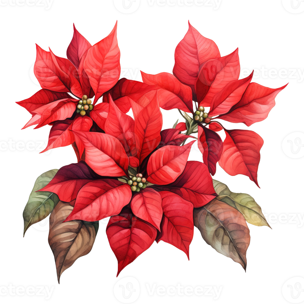 AI generated watercolor of a bunch of red poinsettias. AI generated image png