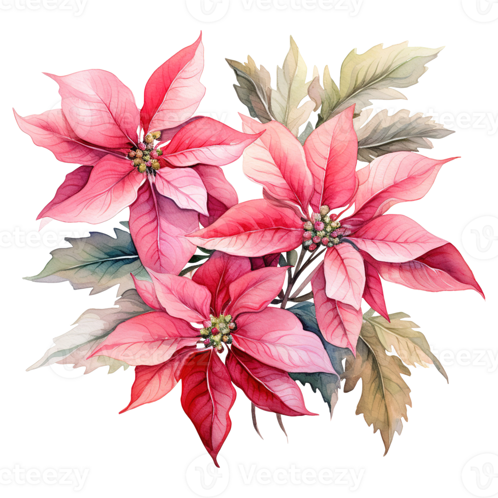 AI generated watercolor of a bunch of pink poinsettias. AI generated image png