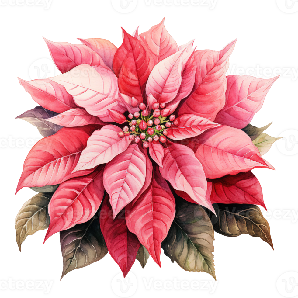 AI generated watercolor of a bunch of pink poinsettias. AI generated image png