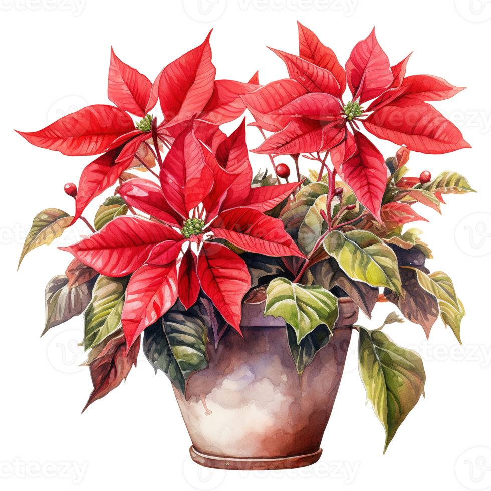 AI generated watercolor of a bunch of red poinsettias. AI generated image png