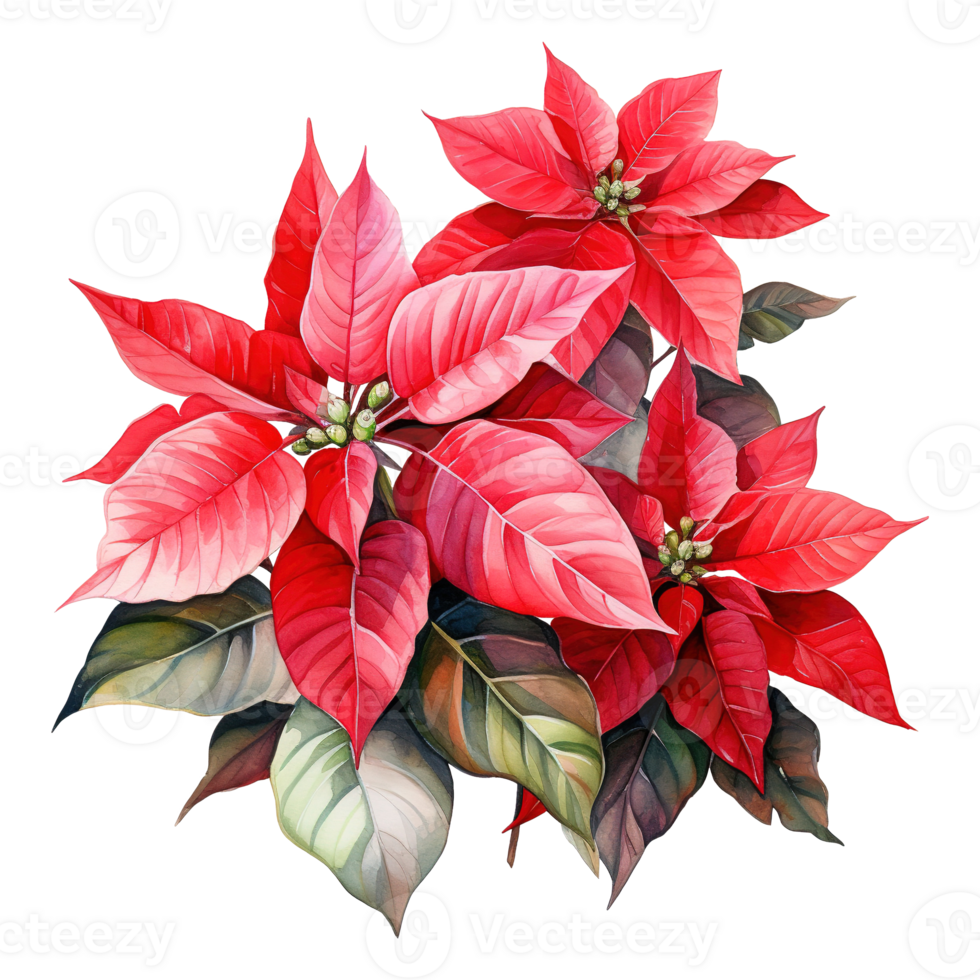 AI generated watercolor of a bunch of red poinsettias. AI generated image png