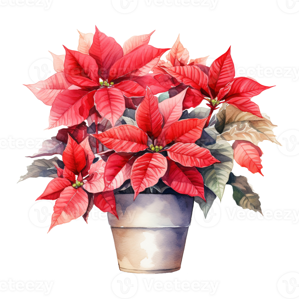 AI generated watercolor of a bunch of red poinsettias. AI generated image png