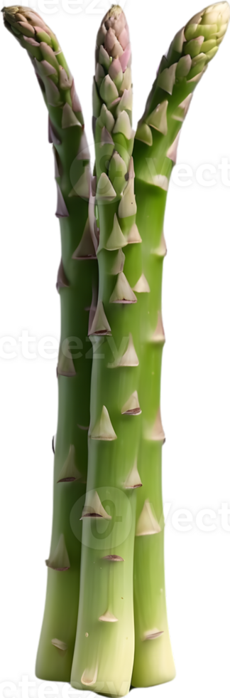 AI generated asparagus plant transparent background png