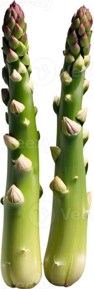 AI generated asparagus plant transparent background png