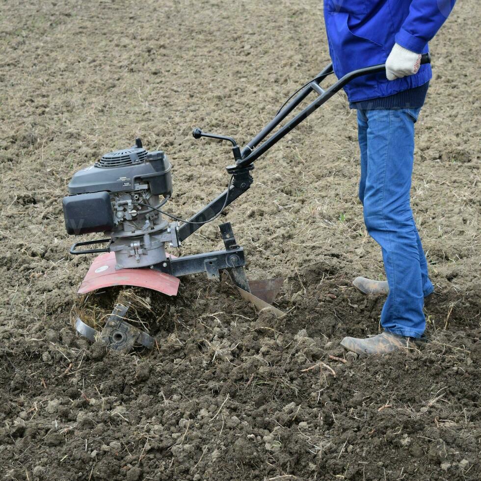 Planting potatoes under the walk-behind tractor photo
