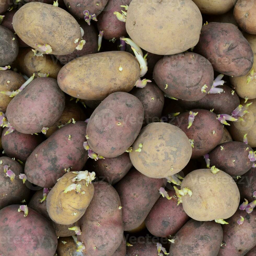 Germinated seed potatoes photo