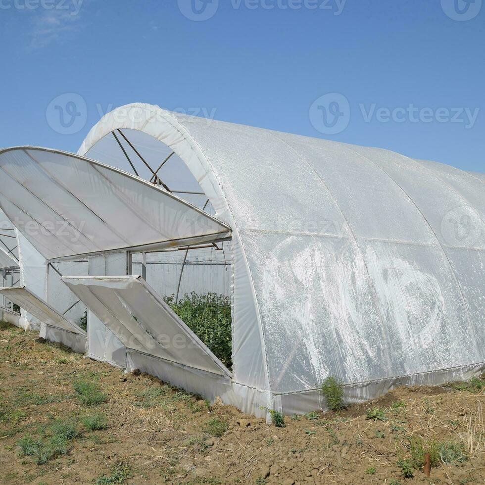 Open the doors of the greenhouse with tomatoes. The big greenhou photo