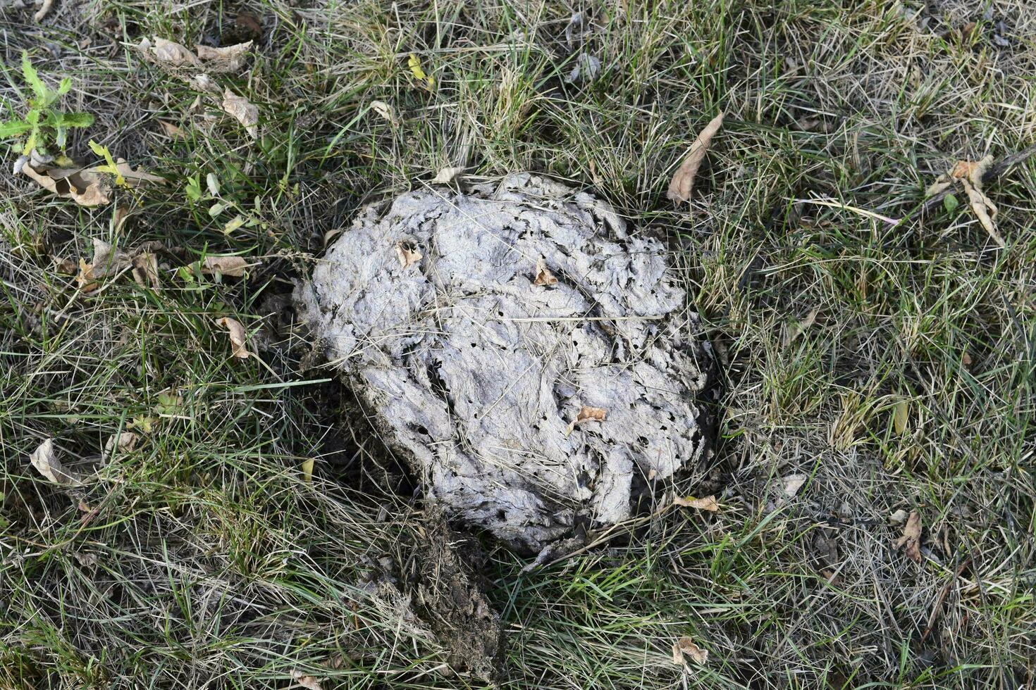 Dried cow dung in the grass. The excrement of livestock photo