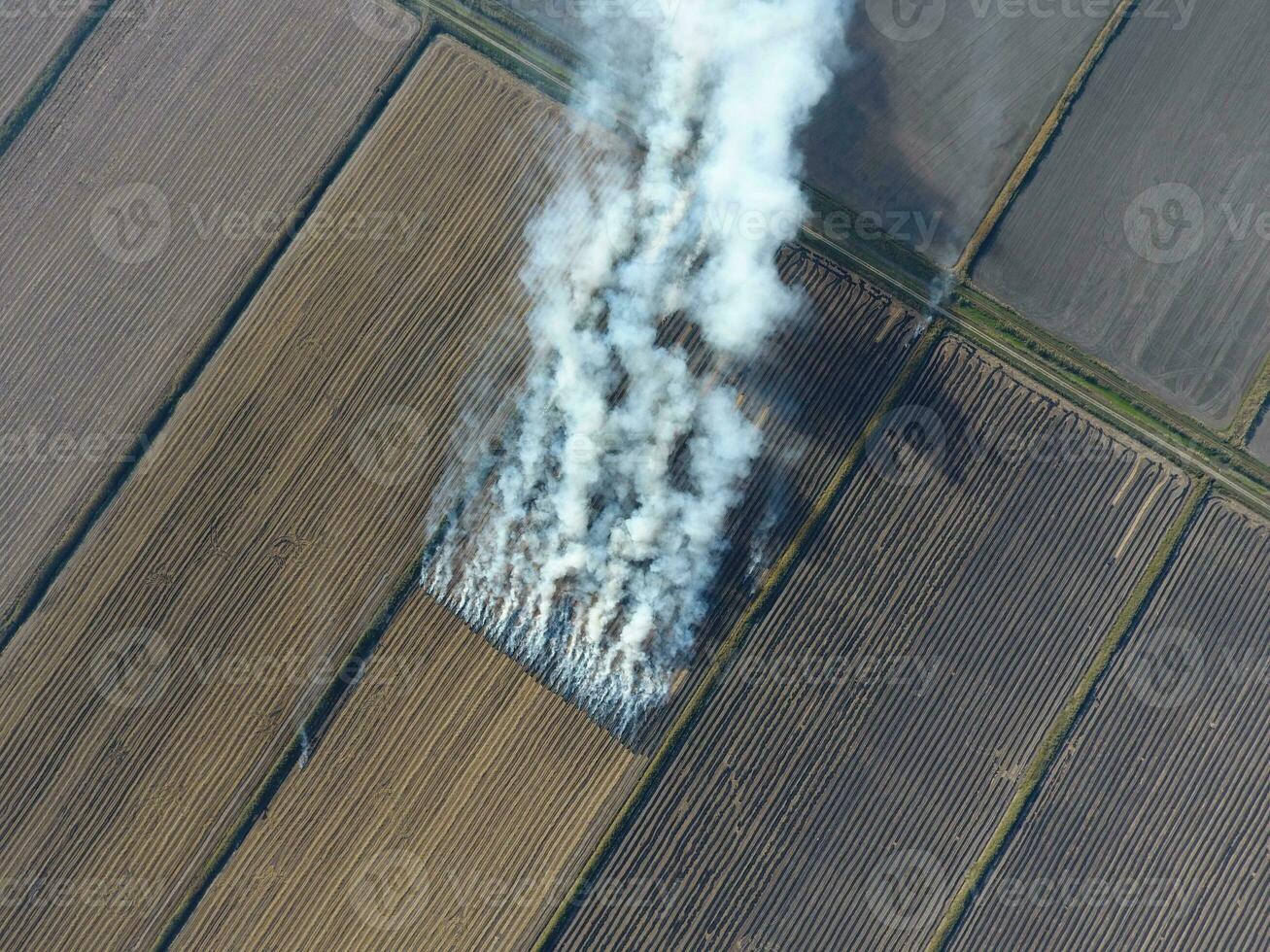 Burning straw in the fields after harvesting wheat crop photo