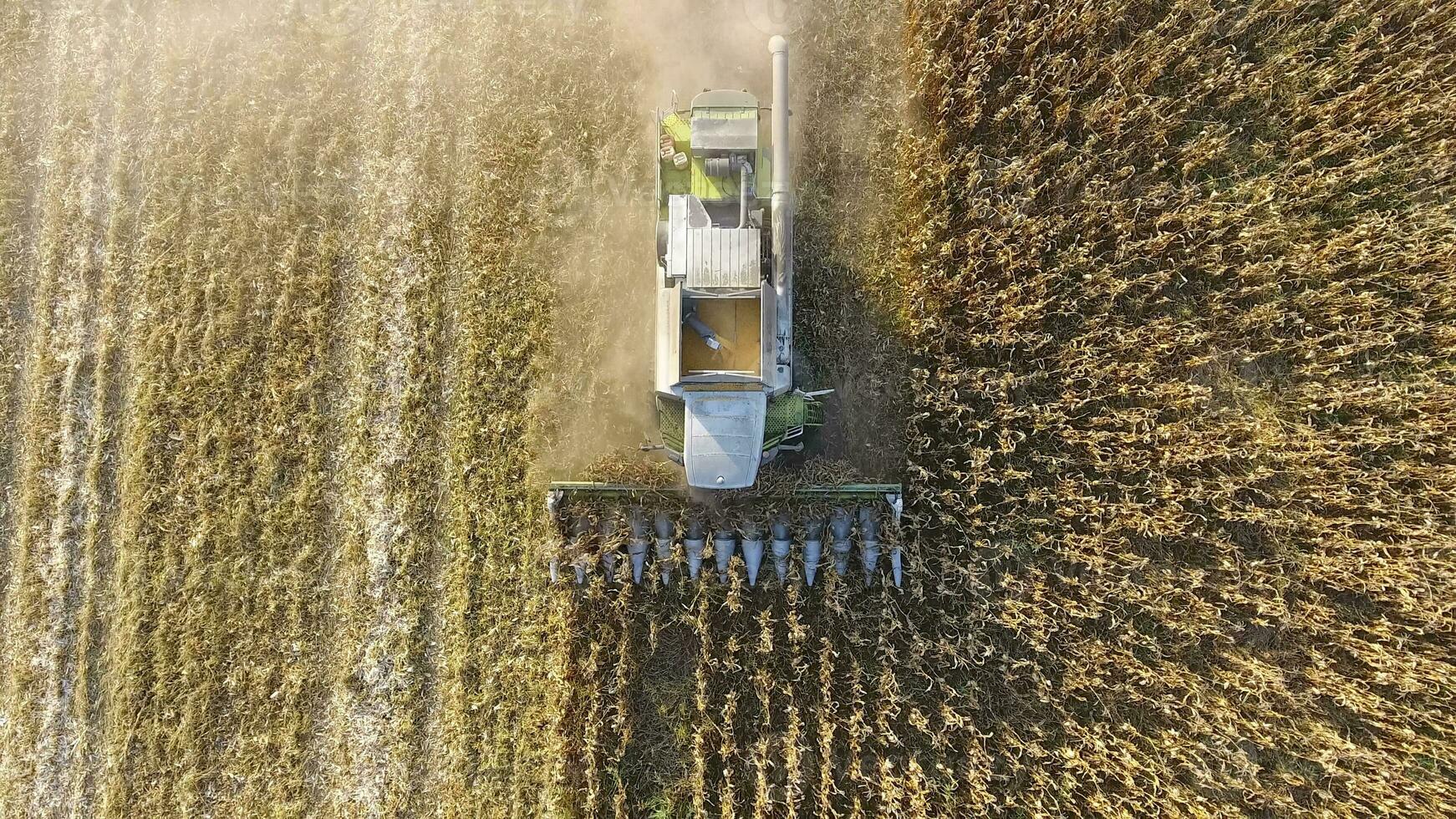 Harvester harvests corn. Collect corn cobs with the help of a combine harvester. Ripe corn on the field. photo