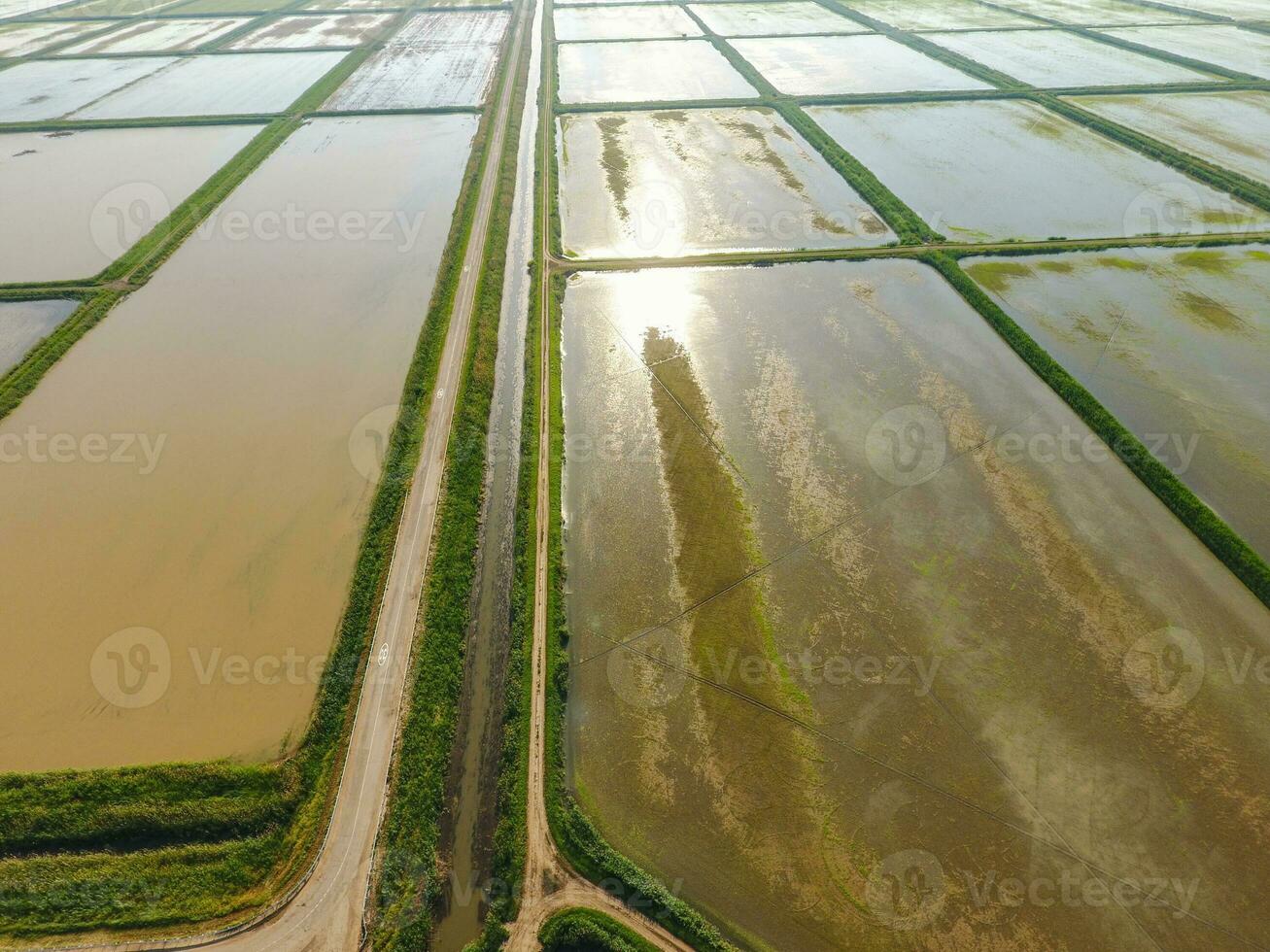 The rice fields are flooded with water. Flooded rice paddies. Agronomic methods of growing rice in the fields. photo