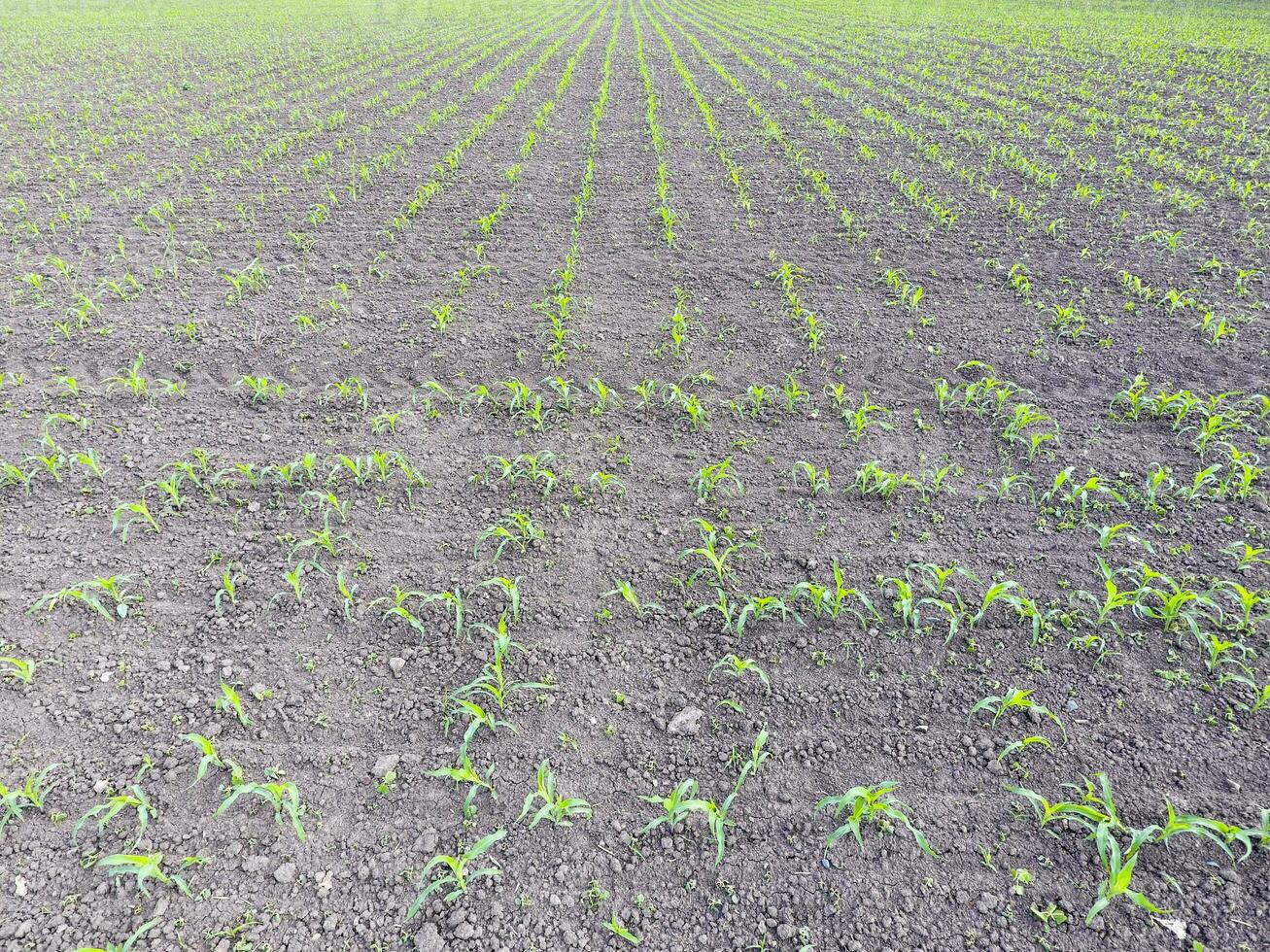 Field of young corn. Shoots of corn on the field. Fodder corn for silage. photo