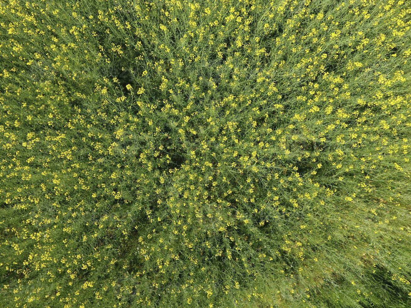 campo de floración violación. parte superior ver desde el zumbido. violación, un syderático planta con amarillo flores campo con siderates foto