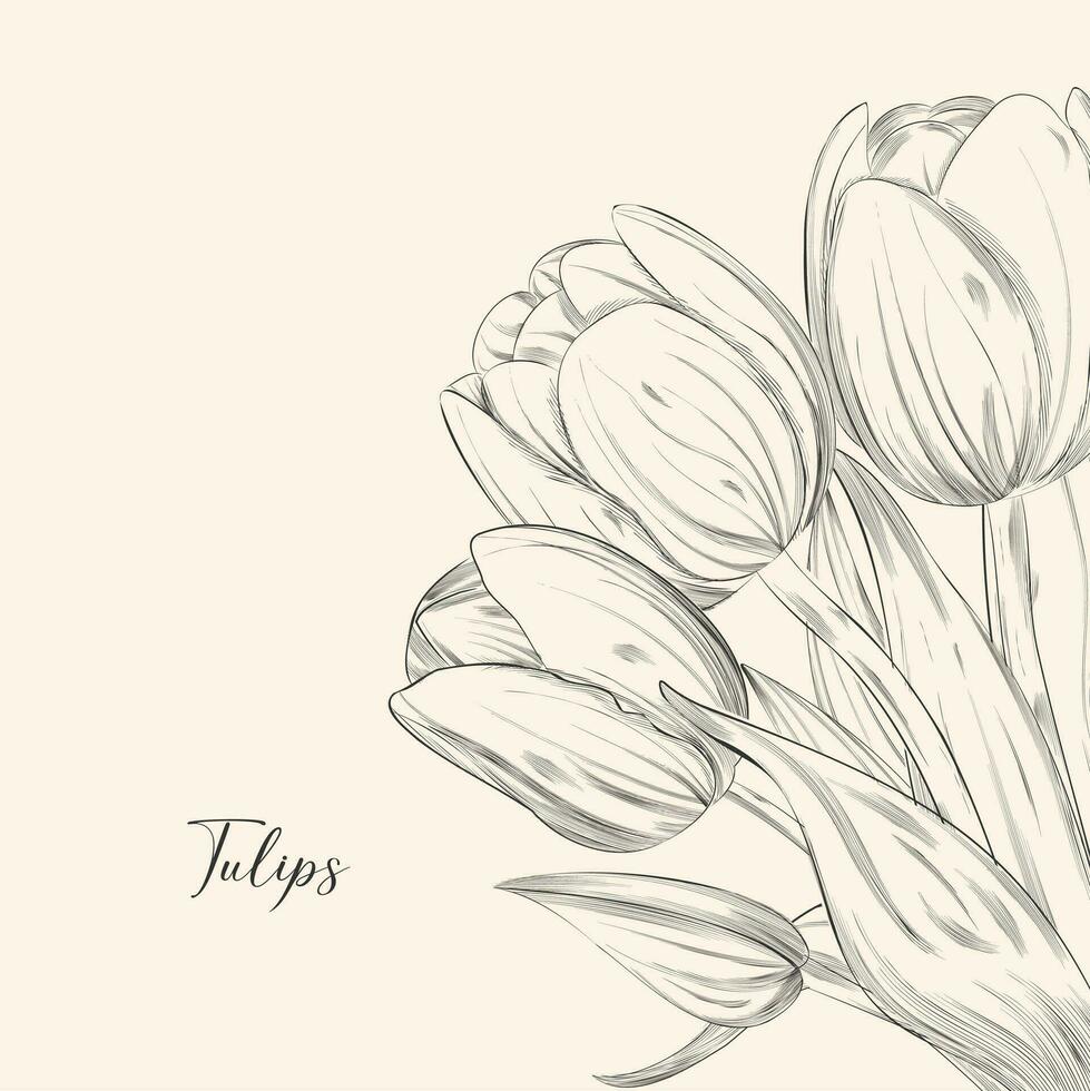 Spring flower bouquet of tulips on white background. Engraving drawing style For design women days poster, 8 march greeting card. vector