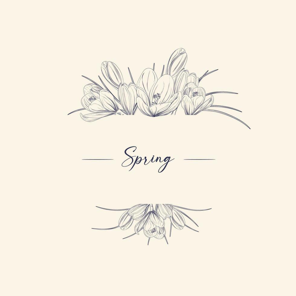 Hand drawn crocus flowers in geometric frame on white background with Spring.Vector illustration. vector