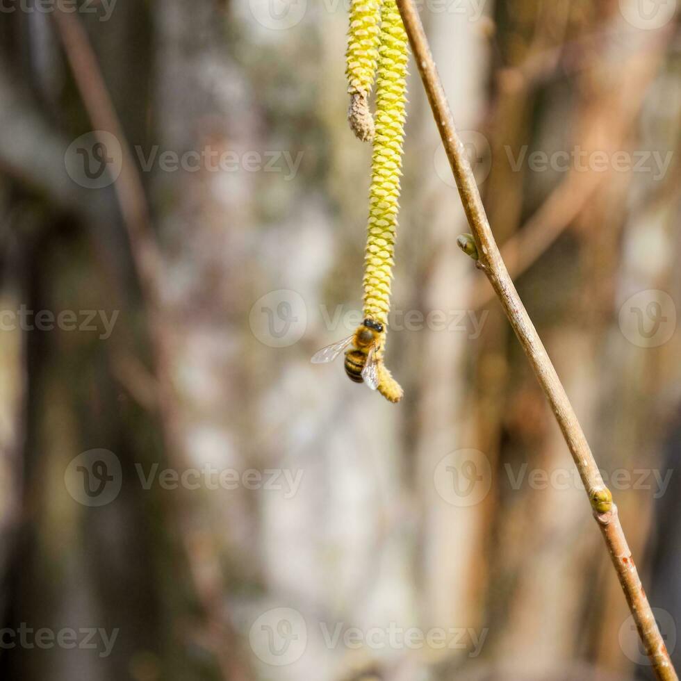 Pollination by bees earrings hazelnut. Flowering hazel hazelnut. photo