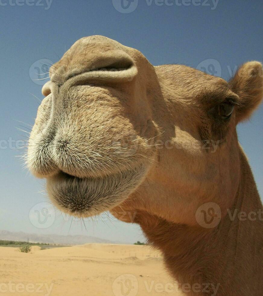 Camels in the desert photo