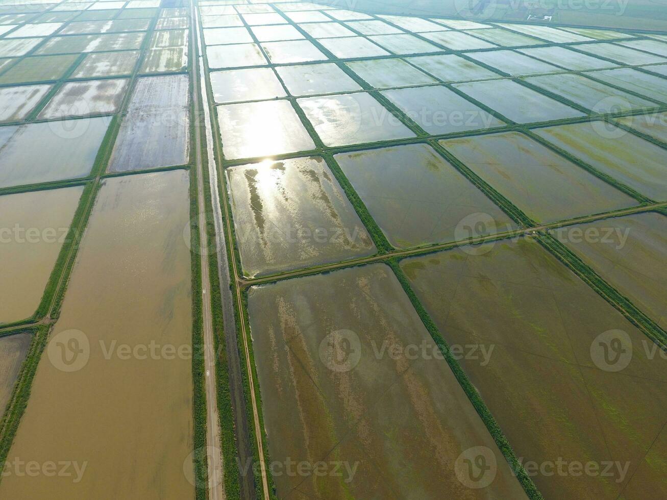 The rice fields are flooded with water. Flooded rice paddies. Agronomic methods of growing rice in the fields. photo