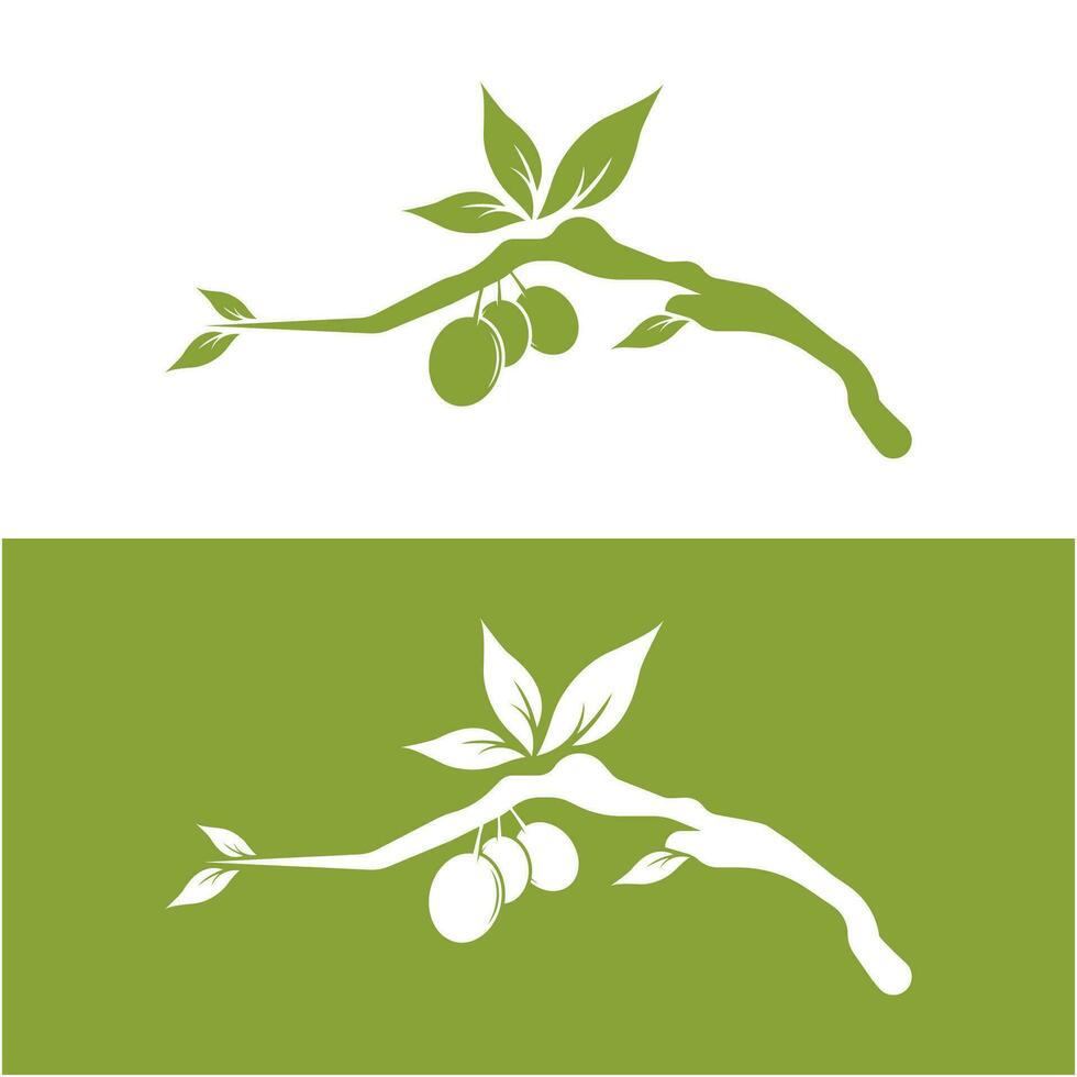 Olive oil logo with a combination of leaves and fruit vector