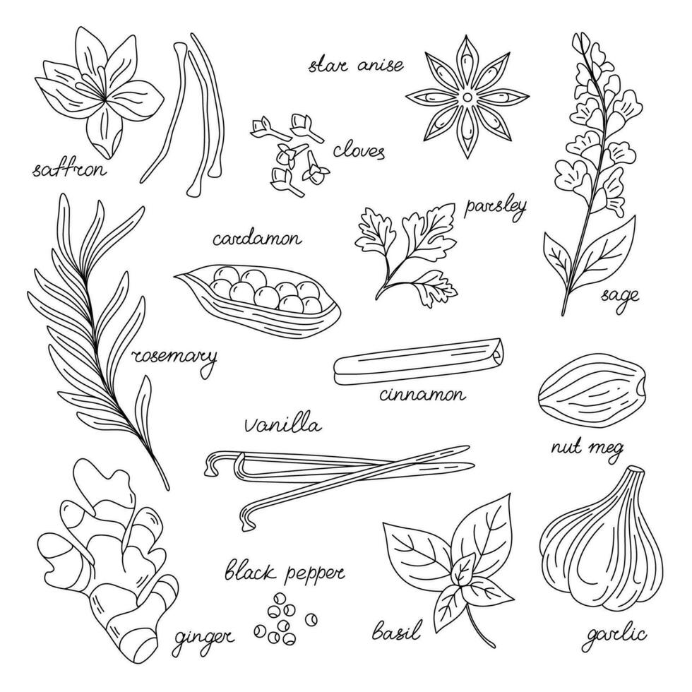 Hand drawn vector illustration of spices and herbs. Ginger, cinnamon, vanilla, anise, basil, rosemary, cardamon, pepper, cloves. Perfect for use to create menus, packaging, patterns, prints.