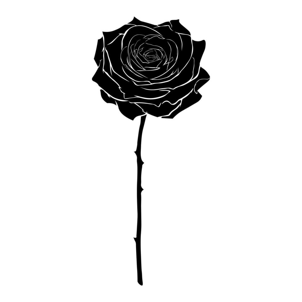 Black rose isolated on white background vector