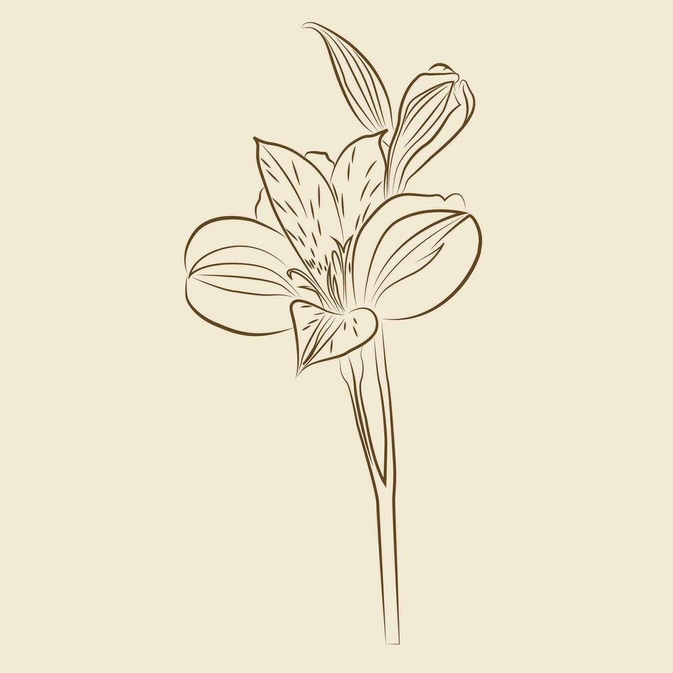 Alstromeria illustration line art vector