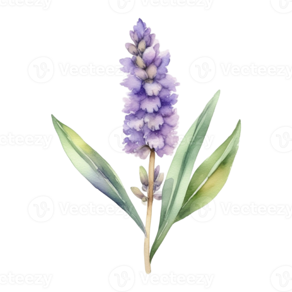 Lavender flower watercolor illustration png