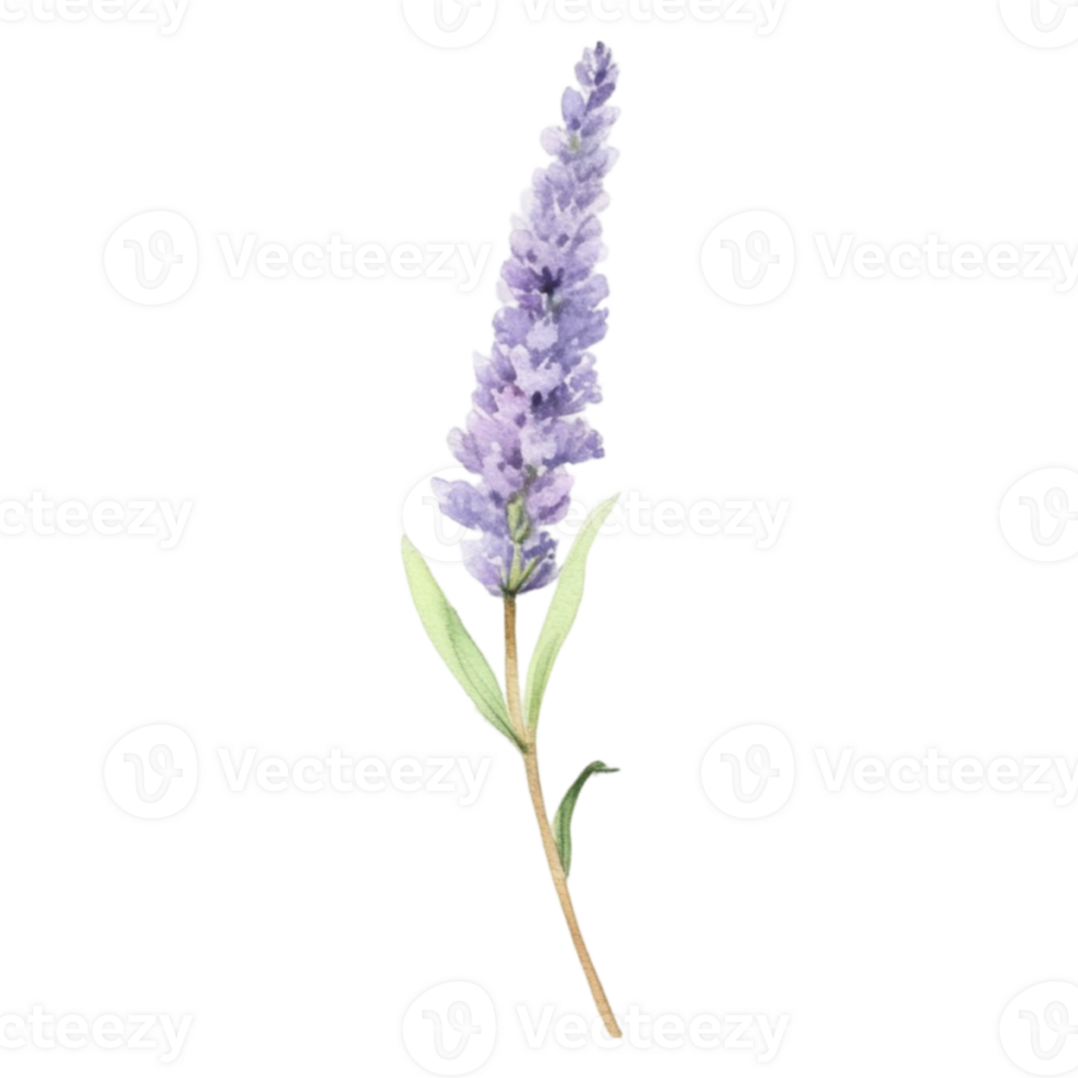 Lavender flower watercolor illustration png