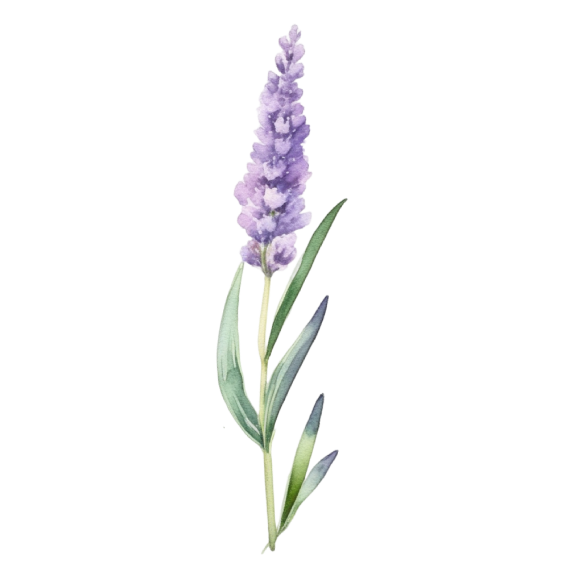 Lavender flower watercolor illustration 36289385 PNG