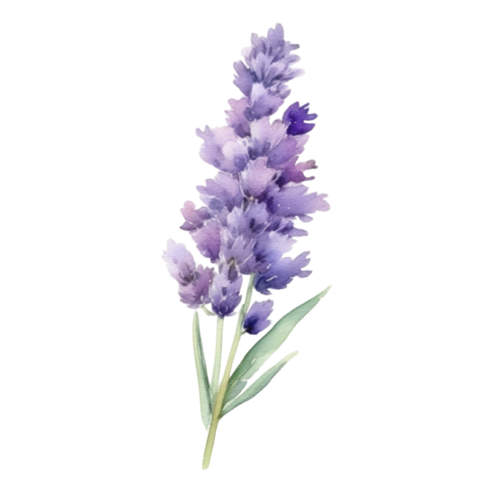 lavanda flor aguarela ilustração png