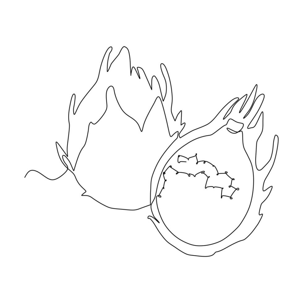 dragonfruit vector illustration single continuous line drawing