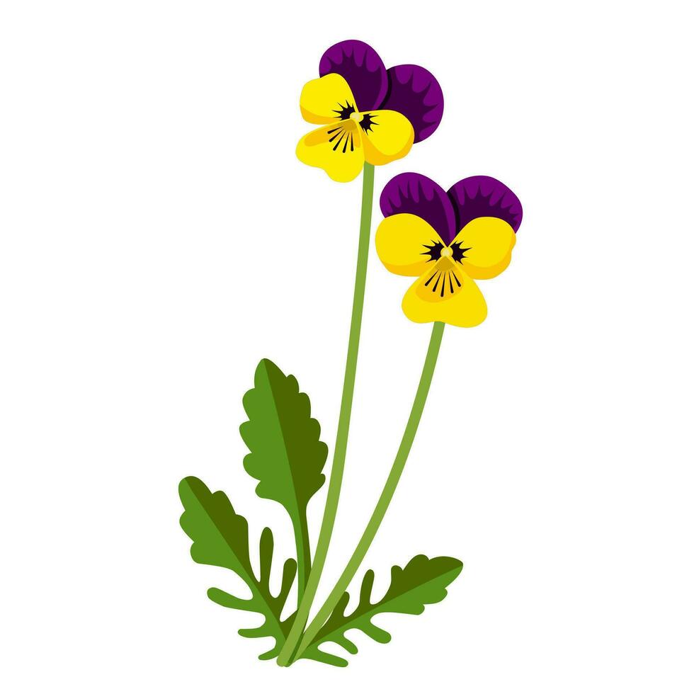 Vector illustration, Wild Pansy or Viola tricolor, isolated on white background.