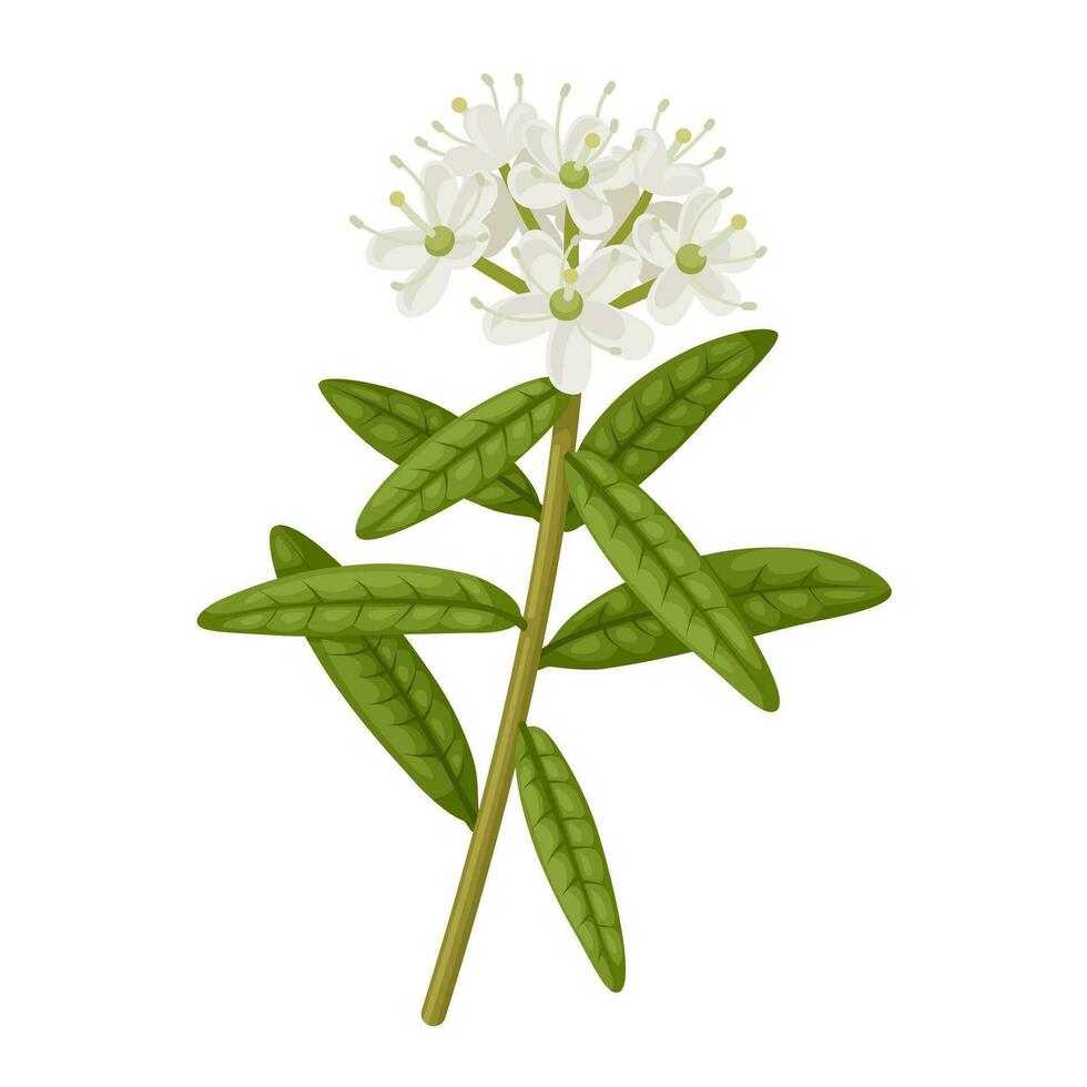 Vector illustration, Labrador Tea, scientific name Rhododendron groenlandicum, isolated on white background.