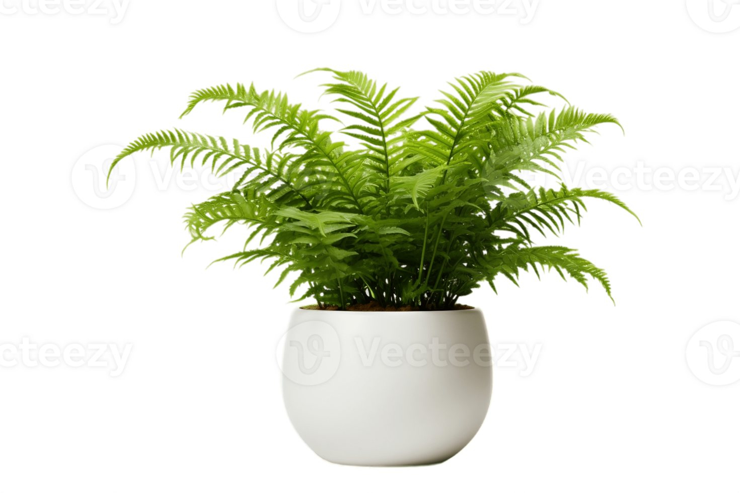 AI generated Boston Fern Plant in a Pot with Transparent Background. AI png