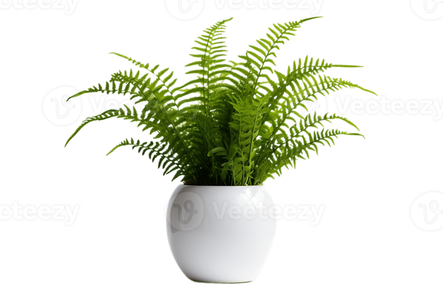 AI generated Boston Fern Plant in a Pot with Transparent Background. AI png