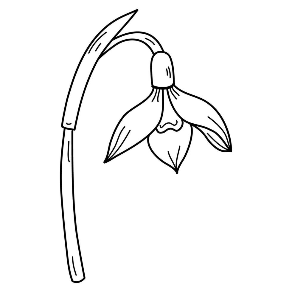 Snowdrops fine art. Snowdrops flower outline Illustration. January Birth Month Flower.  Graphic design isolated object for spring. Blossoming flowers. vector