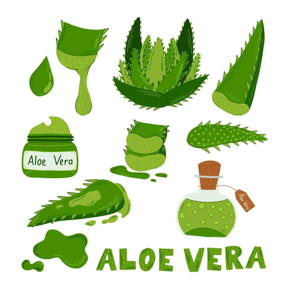 Set  medicinal plant aloe vera , green leaves, slices and a drop of juice.Vector illustration of various green aloe vera leaves, cut into large and small sizes with drops, aloe creams and gels vector