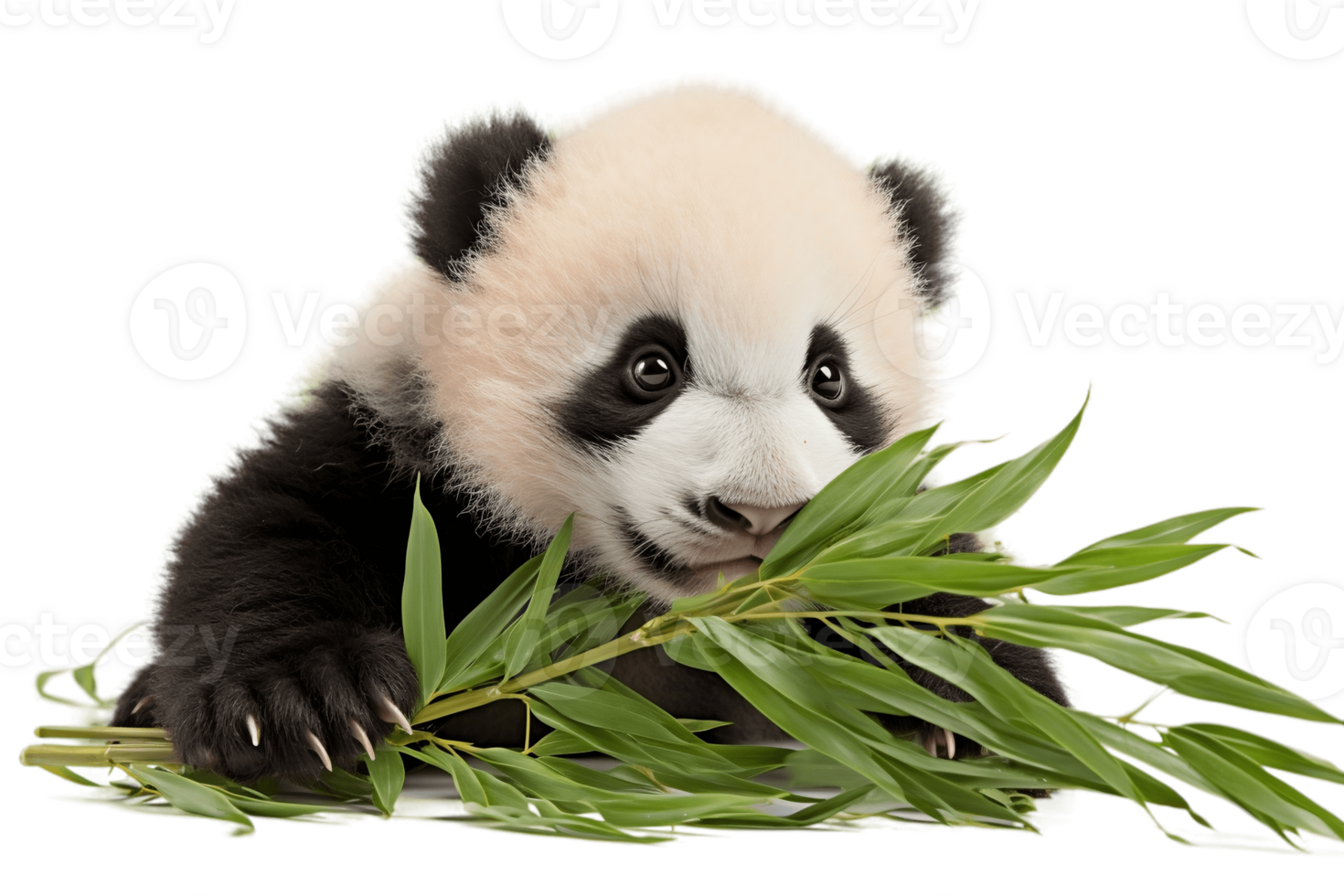 AI generated Panda Munching on Bamboo Transparent Background. AI png