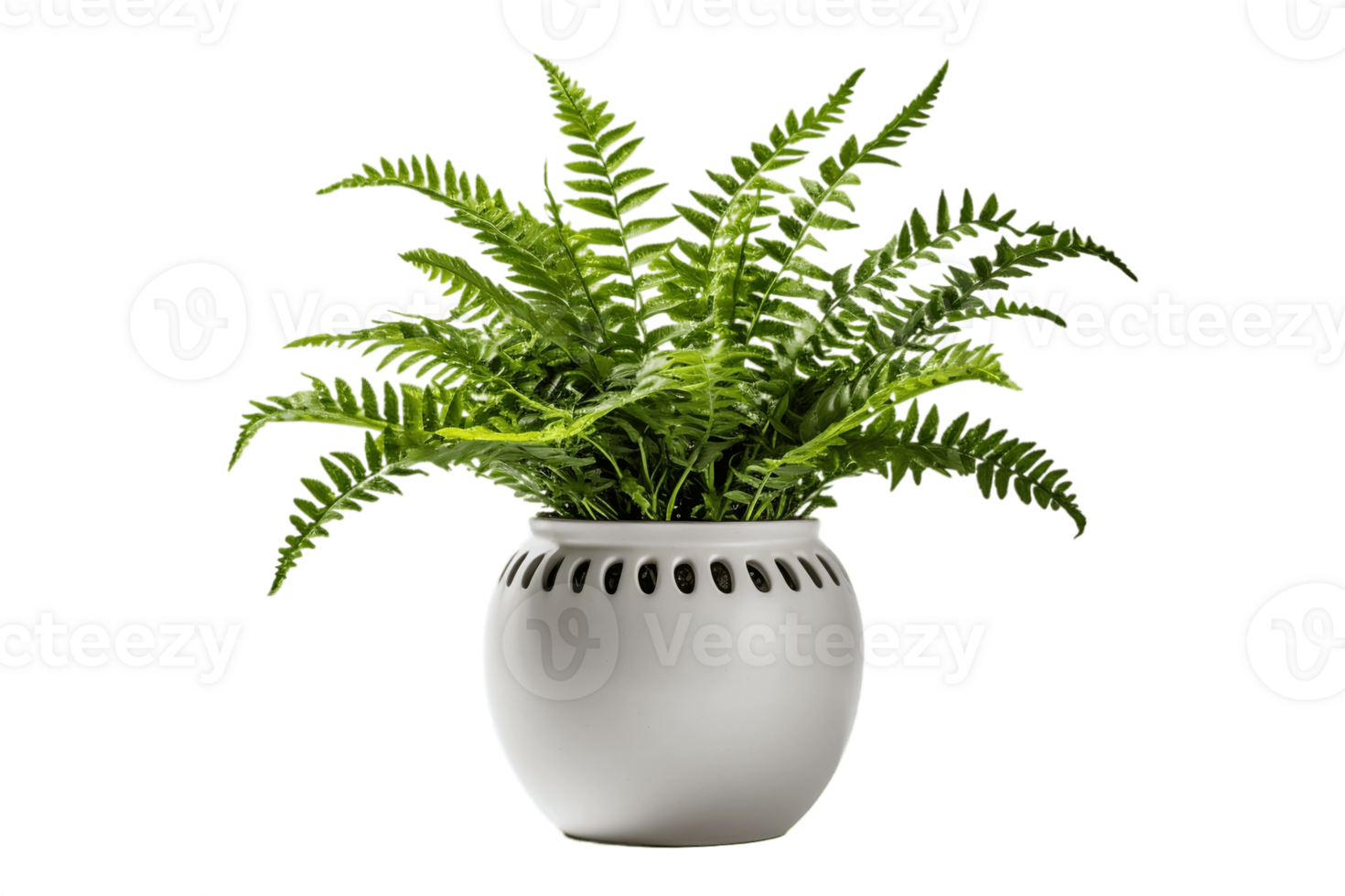 AI generated Boston Fern Plant in a Pot with Transparent Background. AI png