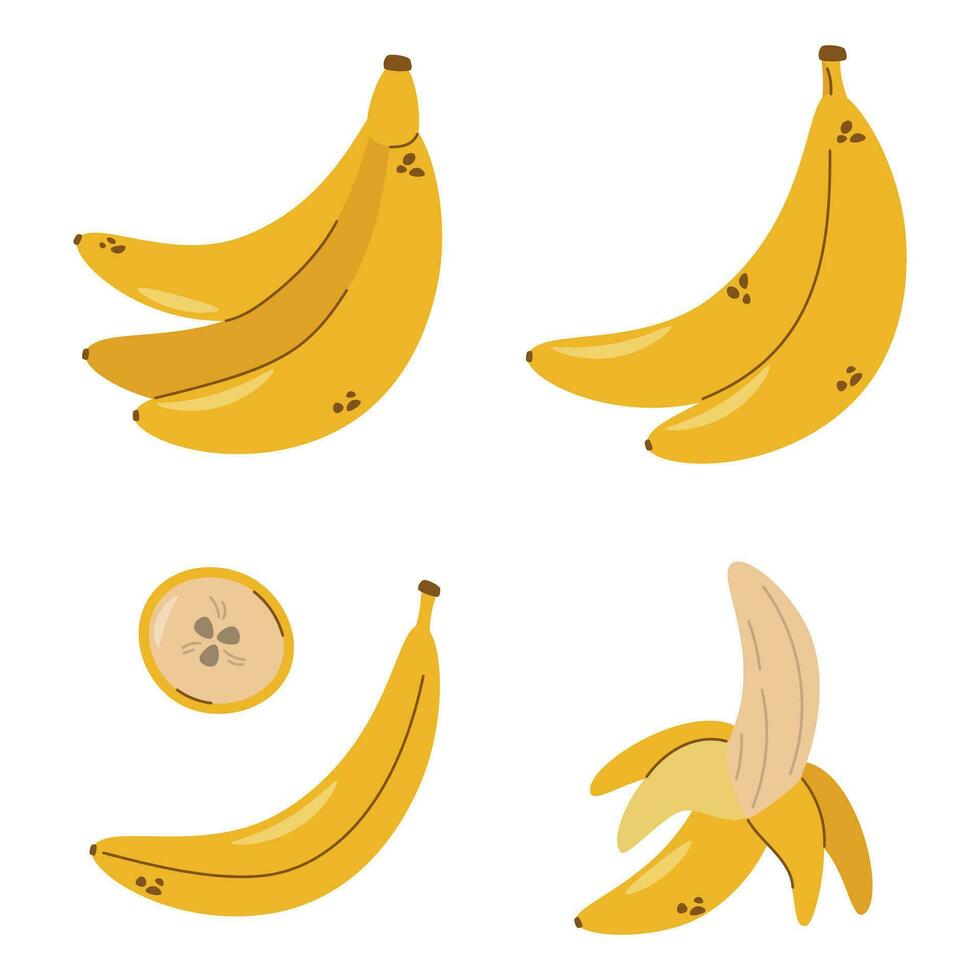 Vector banana set, Peeled banana, banana bunch and banana slice, Tropical fruit