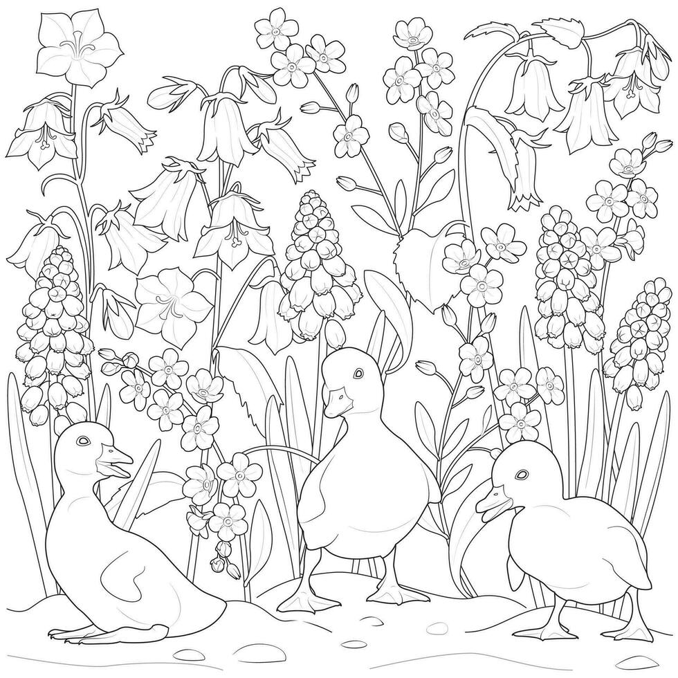 Ducklings playing in the garden black and white vector illustration