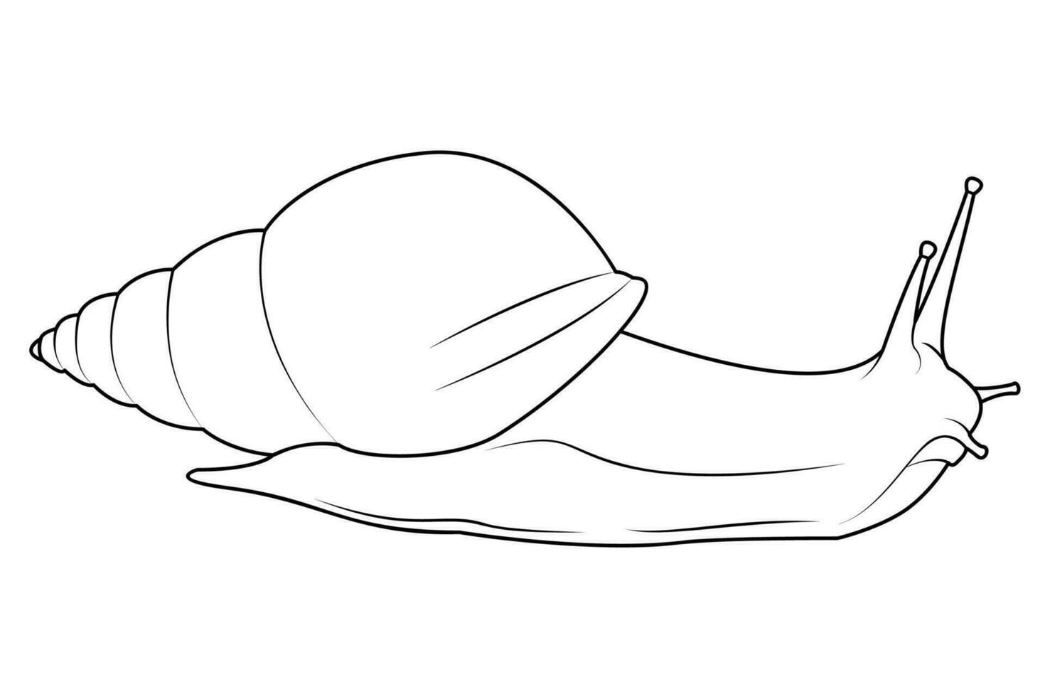 Garden snail line art. Vector elements isolated on white background.