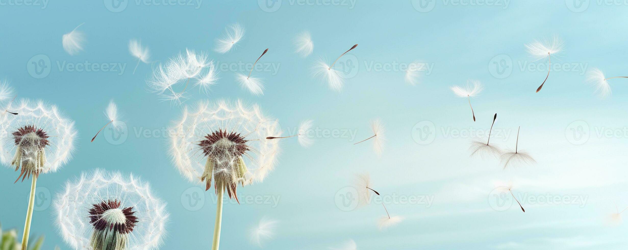 AI generated Floral banner with dandelions and fluff on blue background, copy space. AI generated. photo