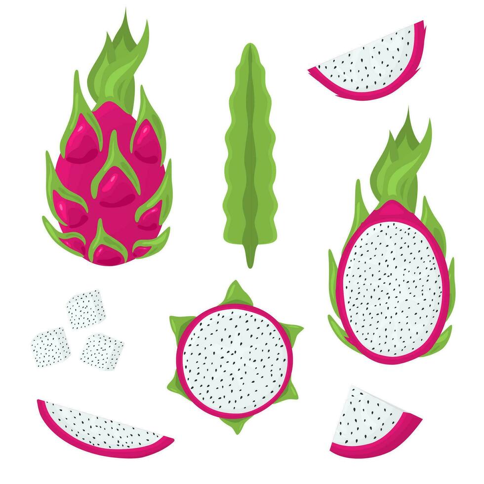 Cartoon Color Whole Pitaya and Half Set. Vector