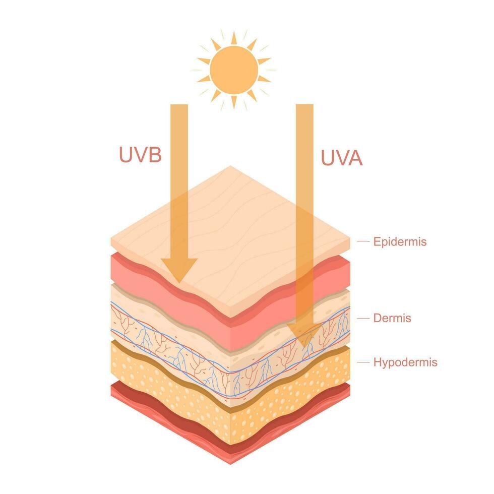 dibujos animados color uvb uva rayos humano piel en capas concepto modelo bandera tarjeta. vector