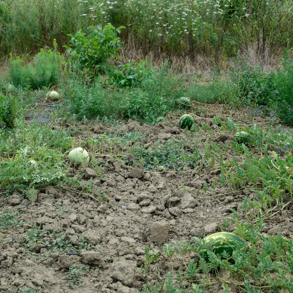 The growing water-melon in the field photo