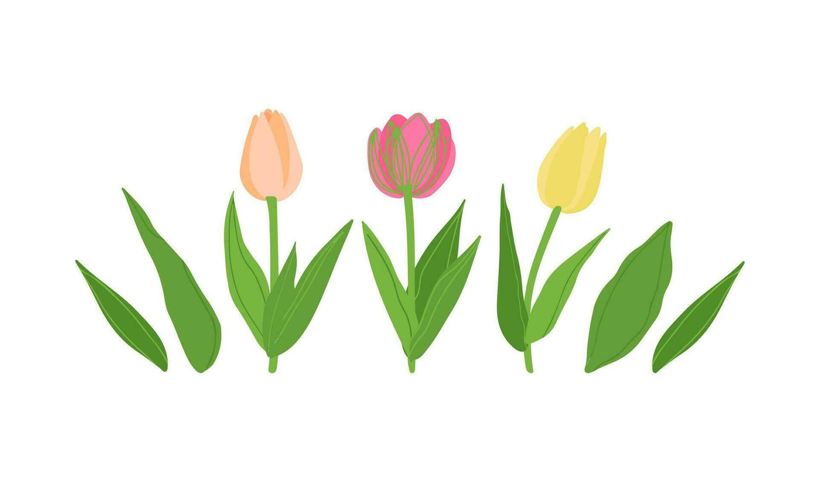 Tulip flowers set with leaves. Spring plants with buds. Garden flowers growing. Mother's day, Women's day symbol. vector